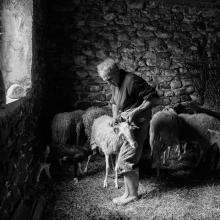Fotografia della tosatura delle pecore, scattata da Giovanni Nardini 